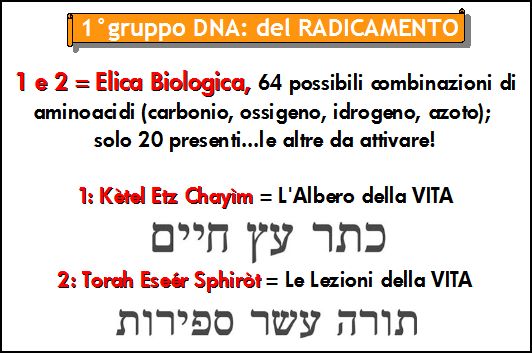 GRUPPO DNA DEL RADICAMENTO