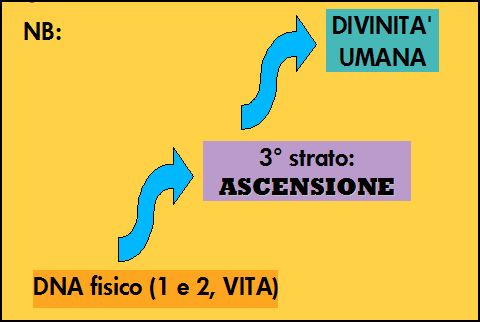 TERZO STRATO DNA