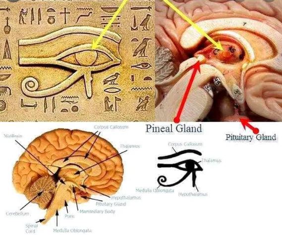 pineale e pituitaria